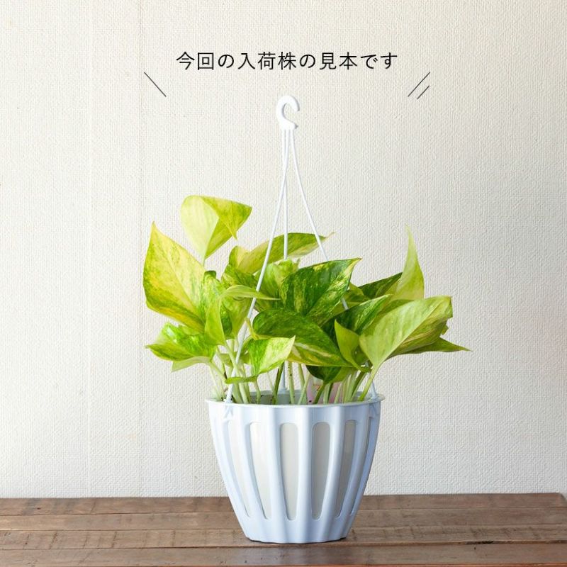 ポトスクリスタルグリーン｜テルノワールド希少種ロビン枝変わり