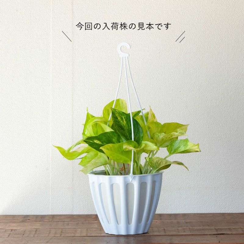 ポトスクリスタルグリーン｜テルノワールド希少種ロビン枝変わり