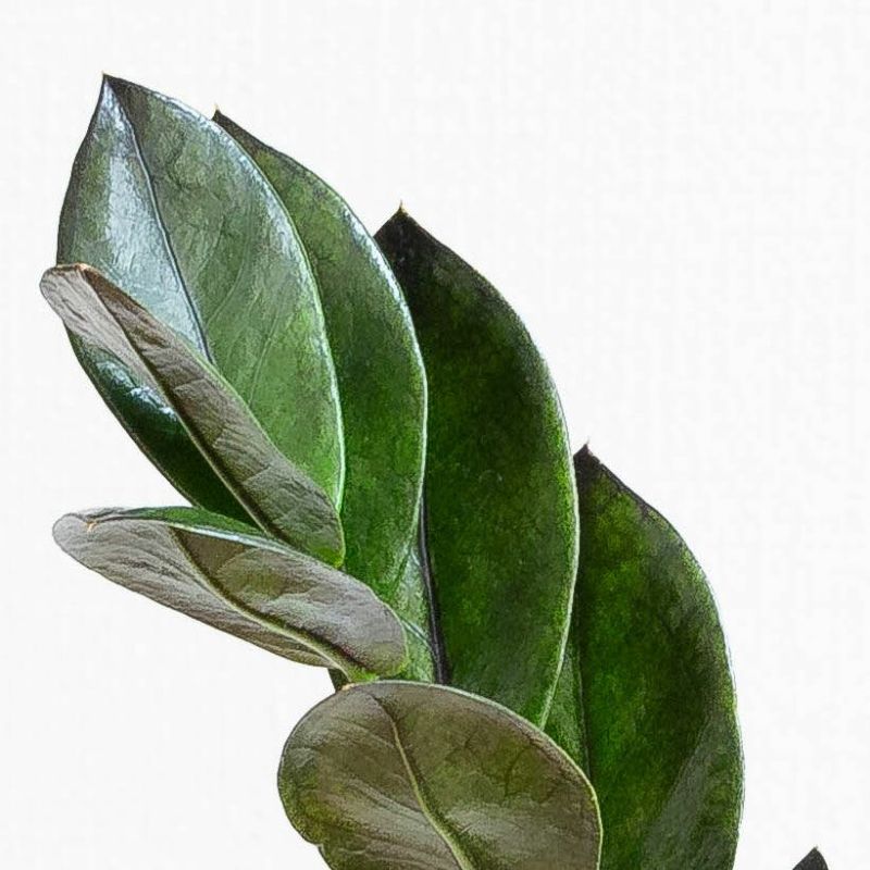 レイヴン（ザミオクルカス）植え替え素材としてもお勧め4号鉢