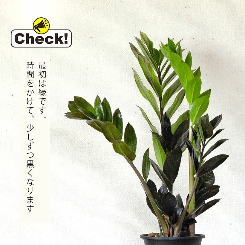 レイヴン（ザミオクルカス）植え替え素材としてもお勧め4号鉢
