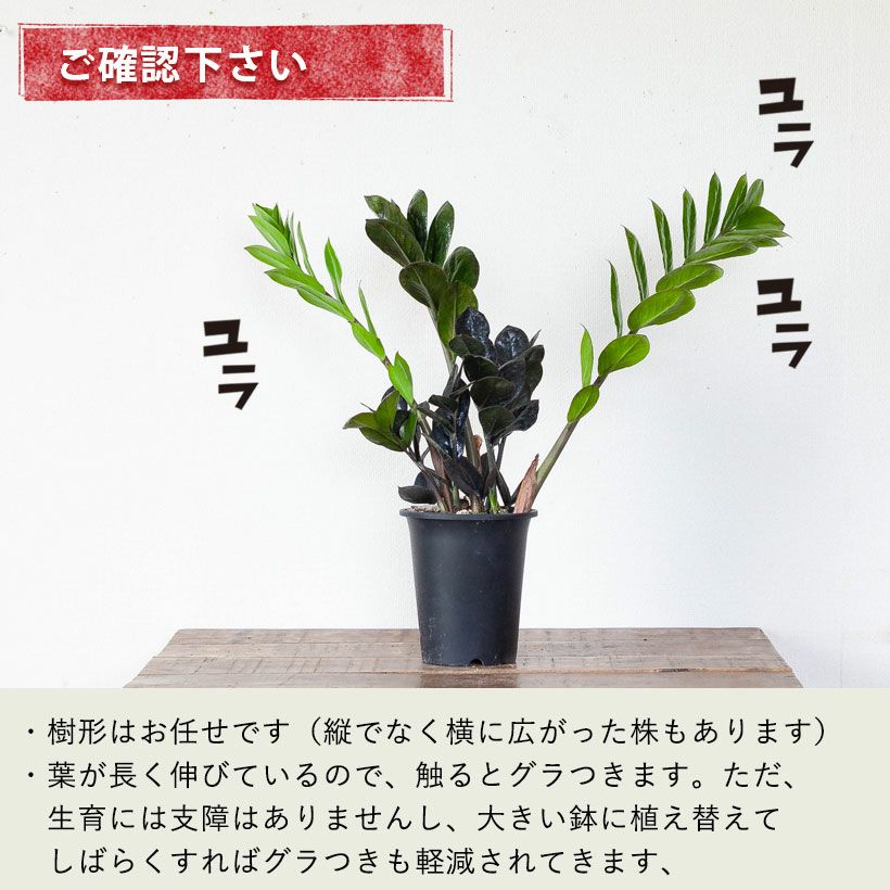 レイヴン(ザミオクルカス)植え替え素材としてもお勧め4号鉢 レイヴン(ザミオクルカス)植え替え素材としてもお勧め4号鉢
