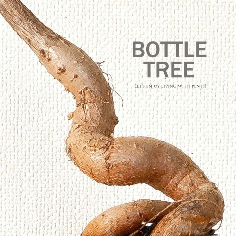 ブラキキトン（ボトルツリー）幹が太い種類を選抜！育て方付き