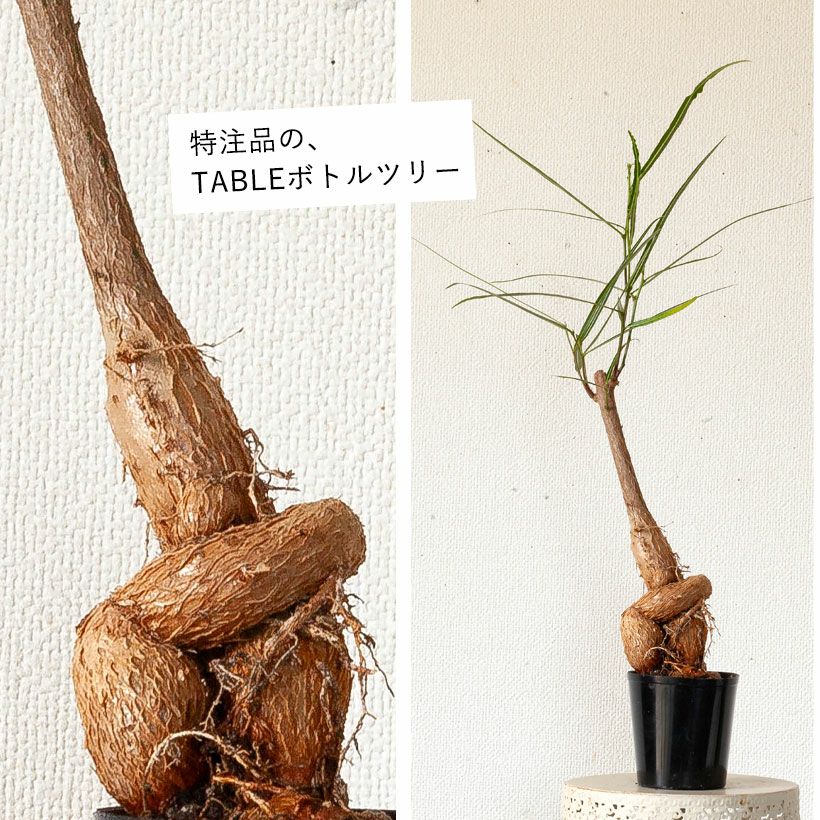 ブラキキトン（ボトルツリー）幹が太い種類を選抜！育て方付き