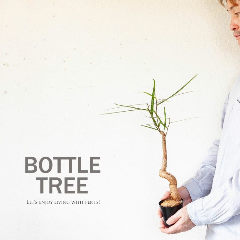 ブラキキトン（ボトルツリー）幹が太い種類を選抜！育て方付き