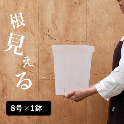 古九谷　鉢　送料込み 春蘭錦鉢 古鉢写し 3．5寸 加茂黒 チャボ仕様 | 東洋蘭専門店
