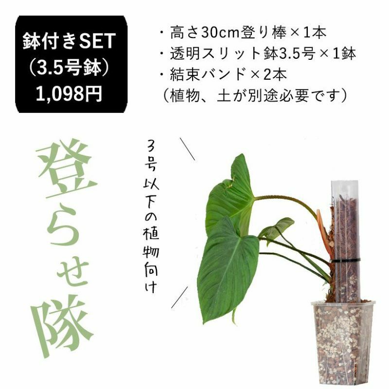 パラゴン ヒメモンステラ斑入 ねこチップ 透明スリット鉢 登り棒仕立 パラゴン ヒメモンステラ斑入 ねこチップ 透明スリット鉢 登り棒