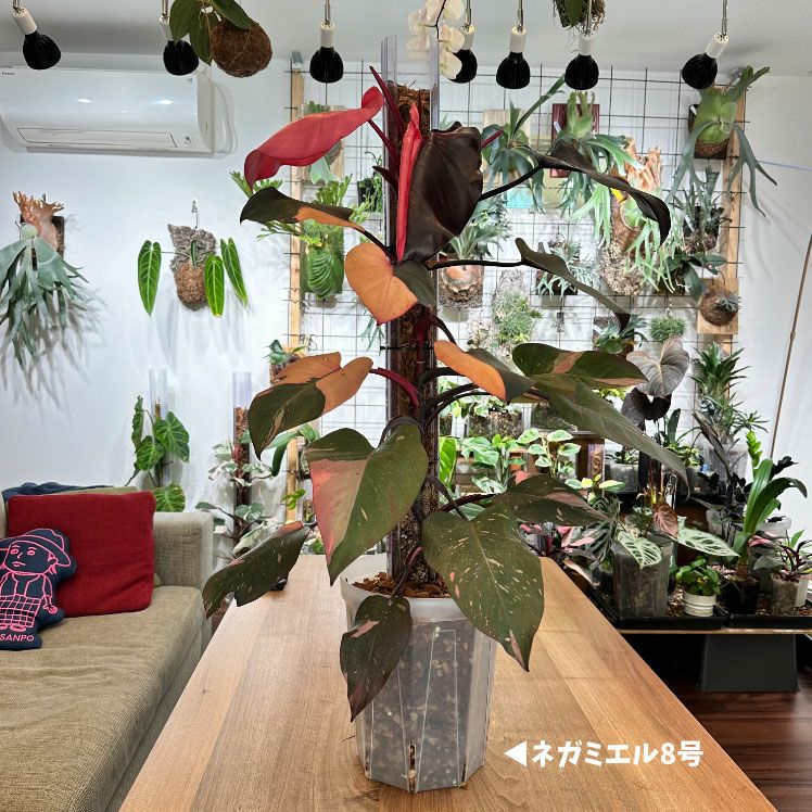 長い登り棒（水苔詰めればモスポールに）透明ねこ型｜花森家