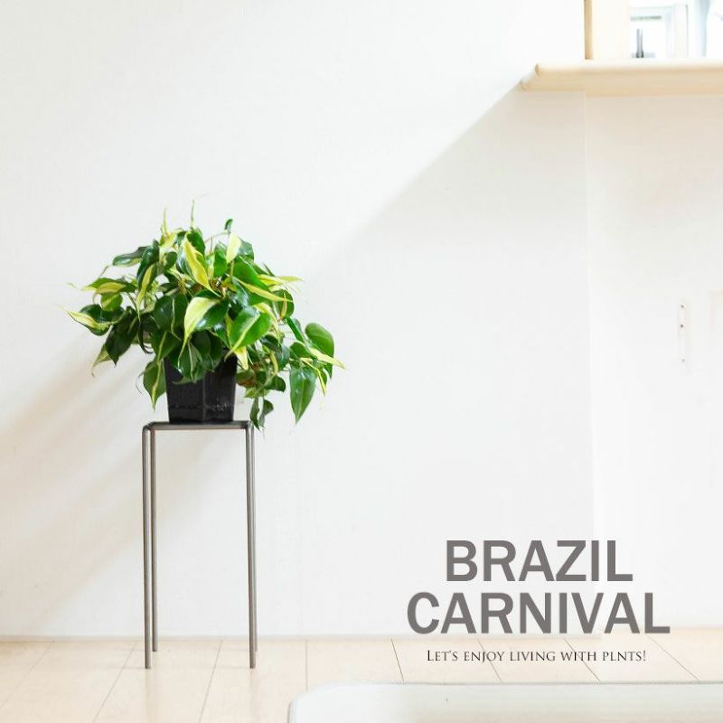 オキシカルジウム「カーニバル」ブラジル枝変わり黄緑クリーム斑 オキシカルジウム「カーニバル」ブラジル枝変わり黄緑クリーム斑
