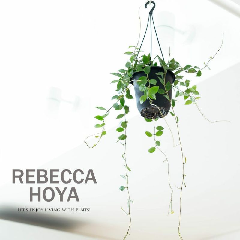 ホヤラクノーサ「レベッカ」花が咲きやすい品種｜育て方付き