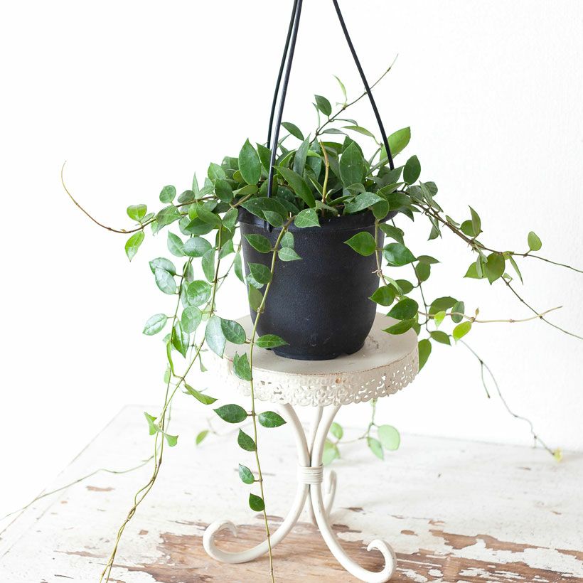ホヤラクノーサ「レベッカ」花が咲きやすい品種｜育て方付き