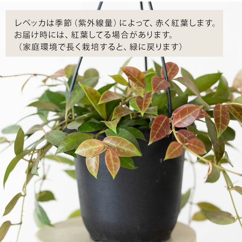 ホヤラクノーサ「レベッカ」花が咲きやすい品種｜育て方付き