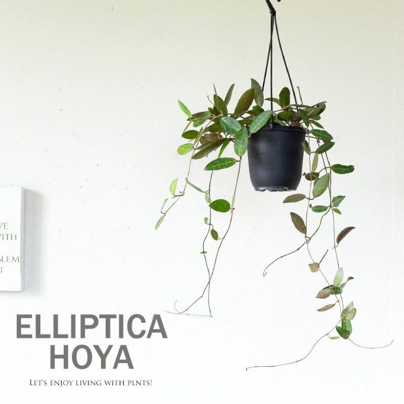 HOYA エリプティカ　 250808 7 Hoya sp. 'UT011' - rooted cutting - Tropics @Home