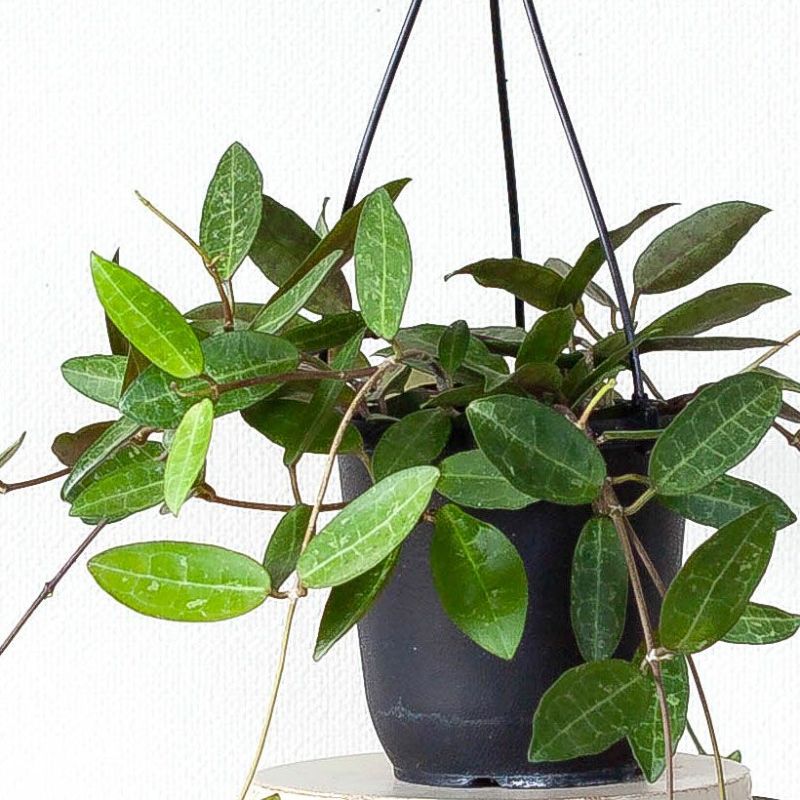 ホヤエリプティカ｜葉脈が亀の甲羅を想像させる品種｜e花屋さん