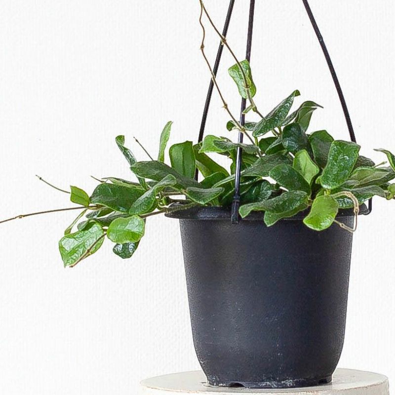 ホヤ・ロツンディフォリア｜四角い葉が特徴的な希少種｜e花屋