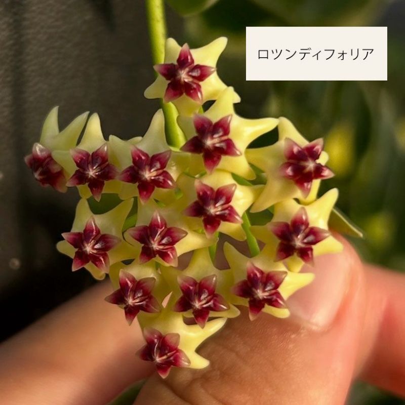 ホヤ・ロツンディフォリア｜四角い葉が特徴的な希少種｜e花屋