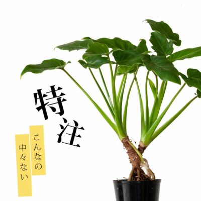 フィロデンドロン クッカバラ | 観葉植物通販HitoHana(ひとはな)