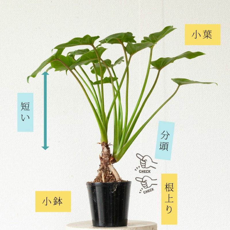 特大クッカバラ 根上がり 根上り 幹立ち 幹上がり セローム - 植物/観葉植物