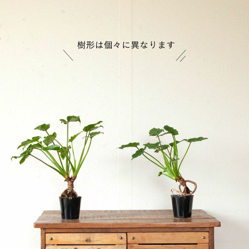 クッカバラ（フィロデンドロンザナドゥ）根上り分頭｜育て方付き