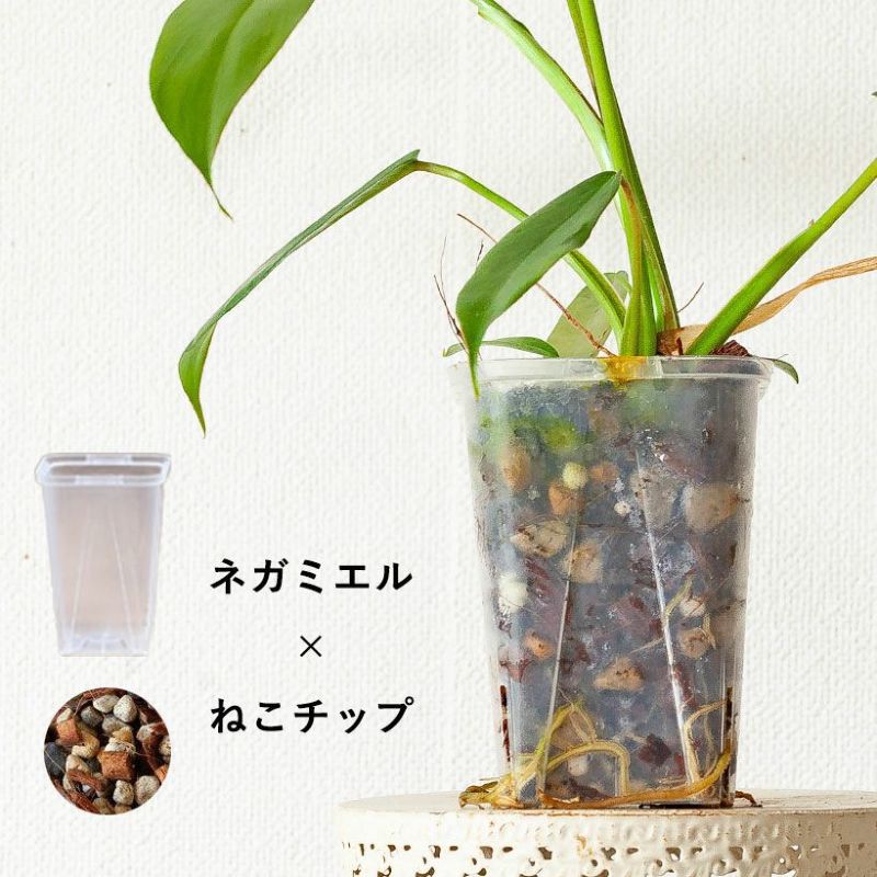 フィロデンドロンジョーピー（ムーネニー）大きく育てる期待の植物