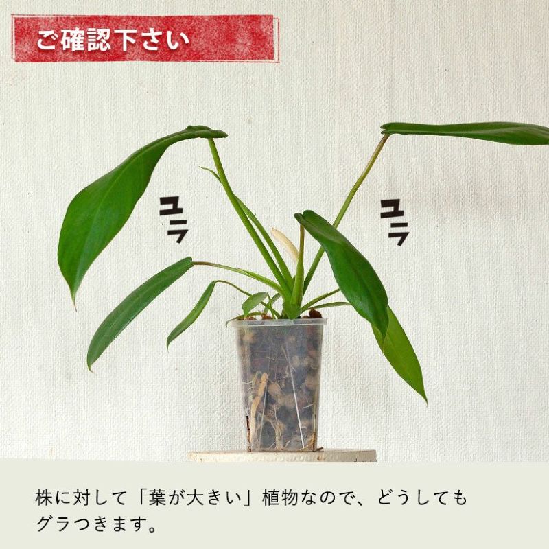 フィロデンドロンジョーピー（ムーネニー）大きく育てる期待の植物