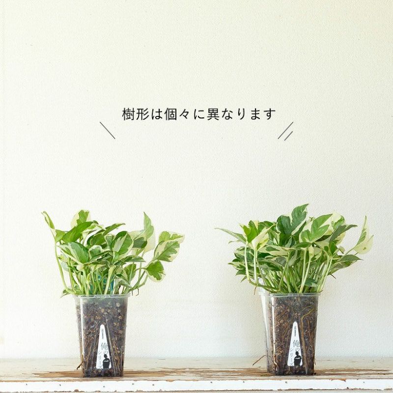 ねこチップ観葉植物「ポトスエンジョイ」浅岡園芸×花森家×e-花屋