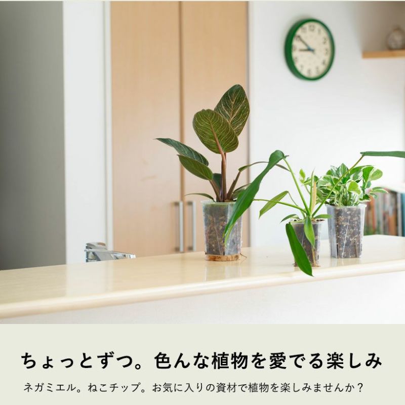 ピンクバーキンを他の植物とキッチンカウンターに