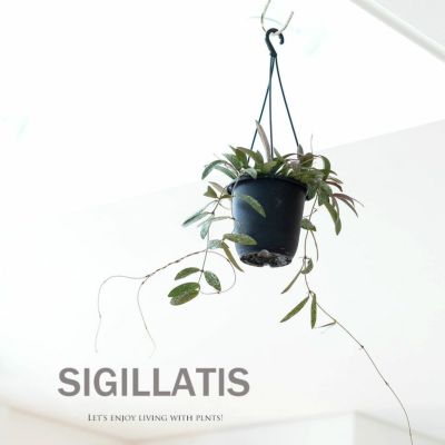 ホヤ・シギラティス（環境によってはピンクに紅葉！人気品種）