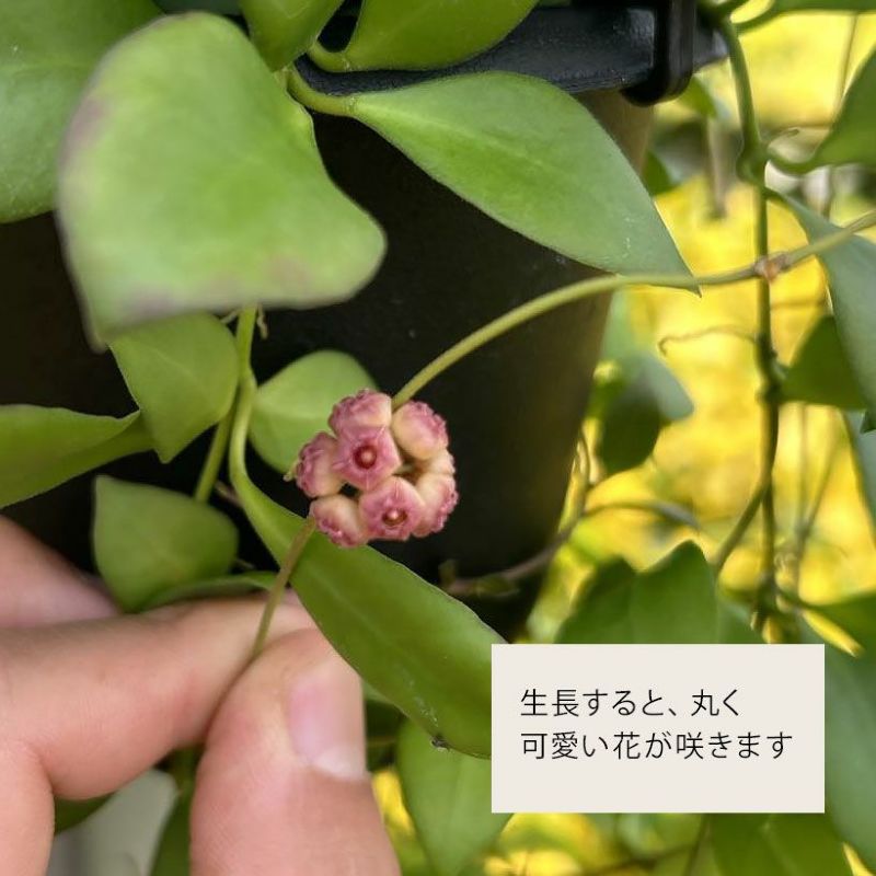 ホヤヘウスケリア－ナ（ピンク）小葉が可愛く花が咲きやすい品種