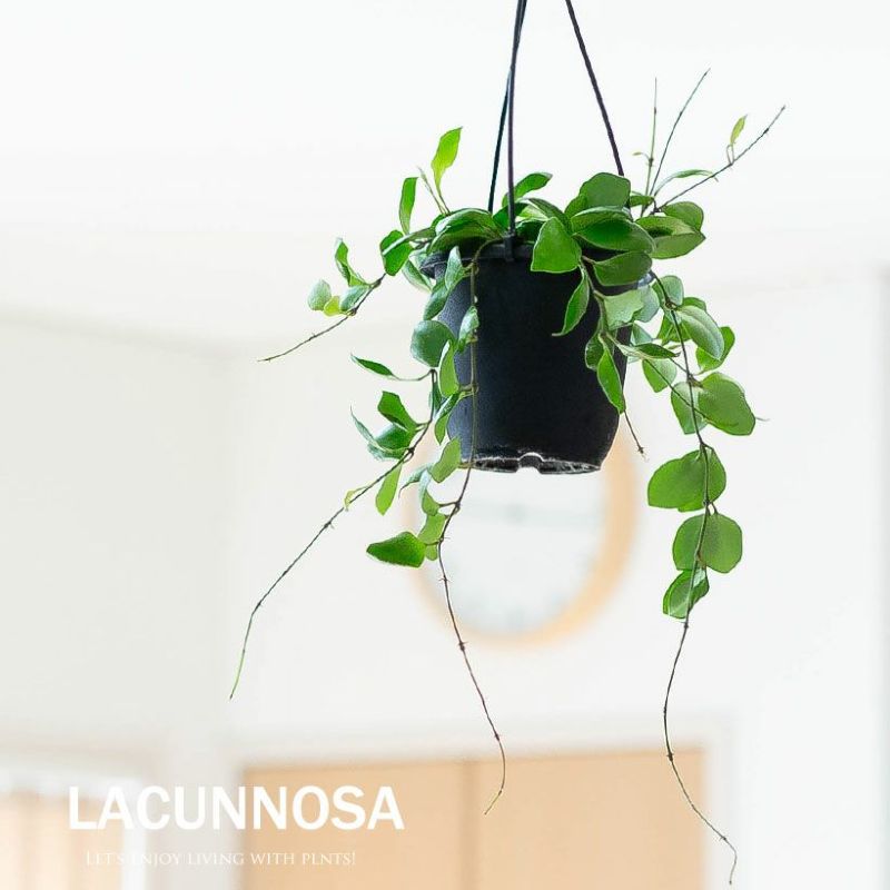 吊り下げ式　インテリアグリーン　 A 吊るす観葉植物｜鉢を天井から吊り下げる、植物おしゃれインテリア