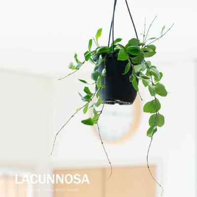 その他観葉植物 HOYA Lyi 観葉植物『ホヤ』カルノーサ他21種！花、育て方｜サクララン属