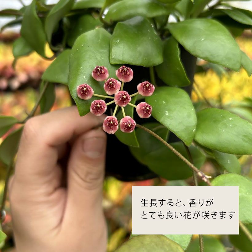 ホヤ・ルカーデンシアナ厚く照りがある葉｜香り良いピンク花品種