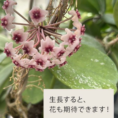 ホヤオボバータ（育て方付き）暑さ寒さ強いお勧め種｜e花屋さん 
