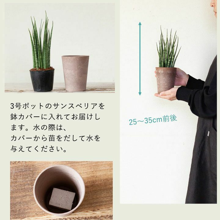 サンスベリア・ミカドをカラフルな鉢に植えて