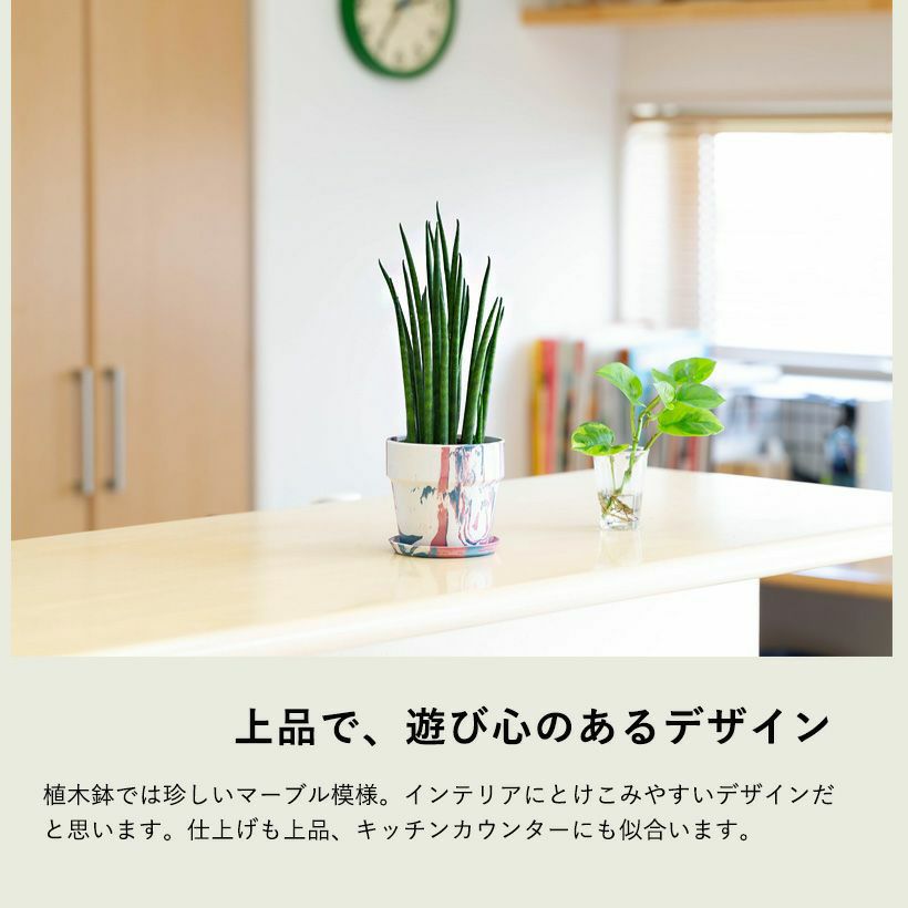 サンスベリア・ミカドをカラフルな鉢に植えて