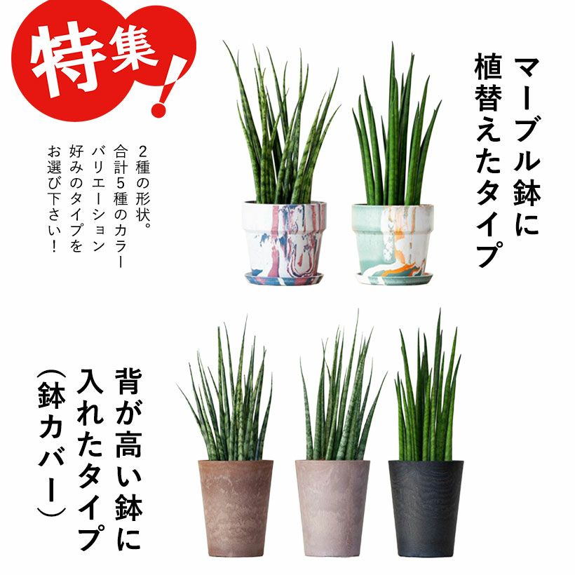 サンスベリア・ミカドをカラフルな鉢に植えて