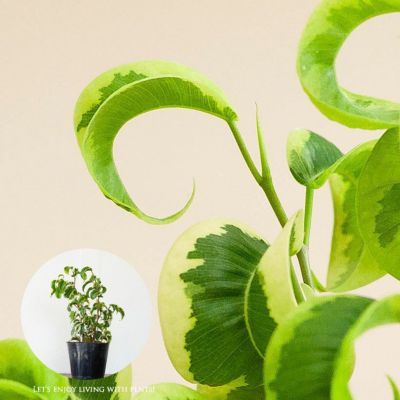 000000008532-04-m.jpg?t=