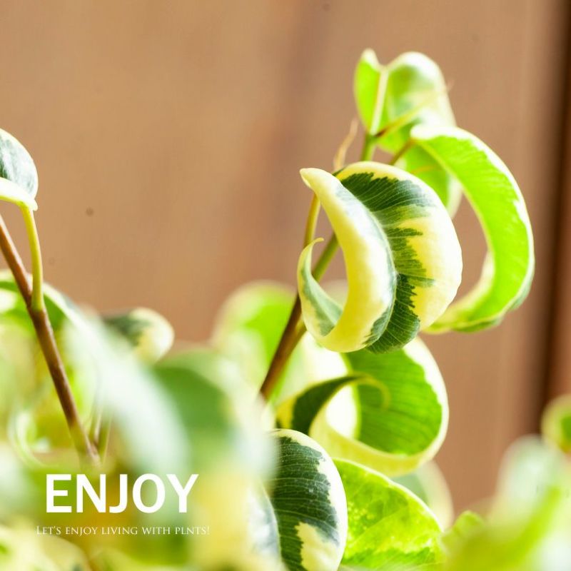 葉がカールするベンジャミン｜バロックの斑入り品種シタシオン