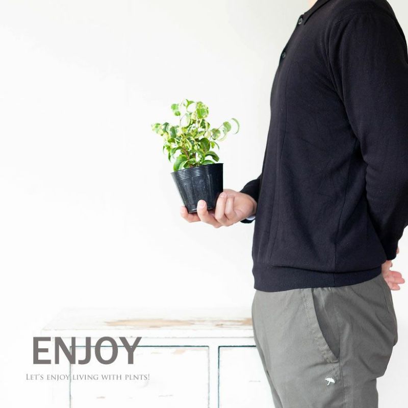 ☆ ベンジャミン シタシオン♪ 165cm スパイラル曲がり♪ ☆ ベンジャミン シタシオン♪ 165cm スパイラル曲がり