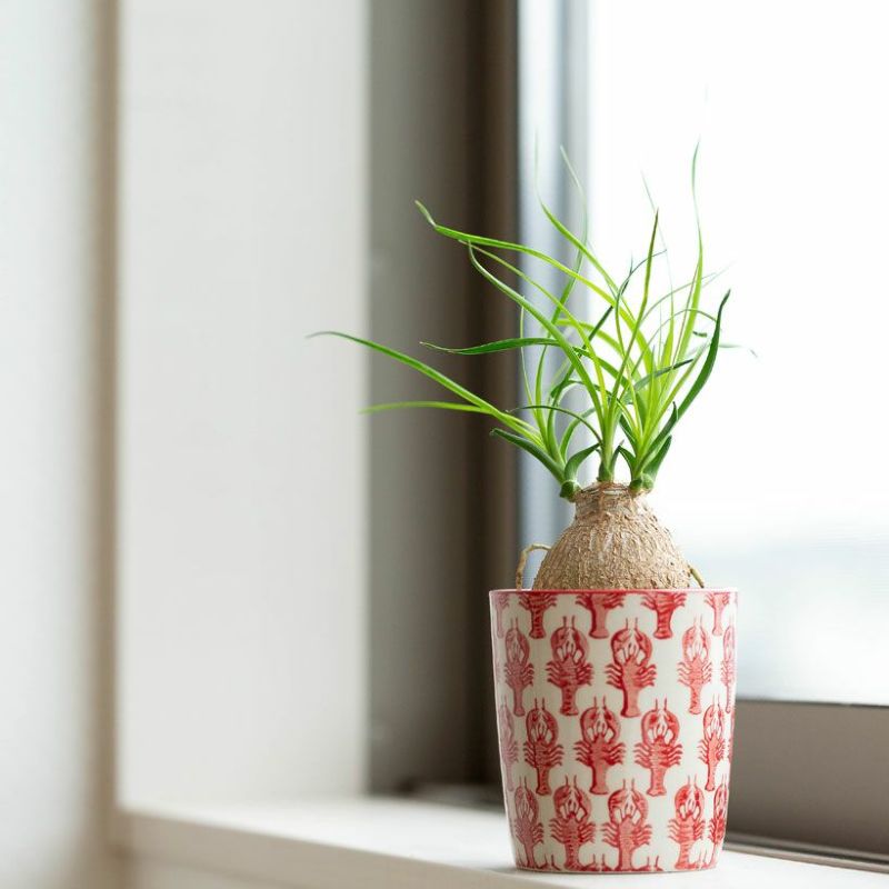 ノリナ（トックリラン）ポニーテール｜幹が太い人気の観葉植物