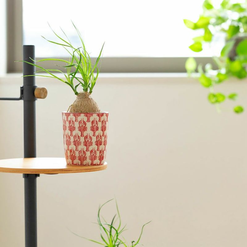 ノリナを陶器に植え替え