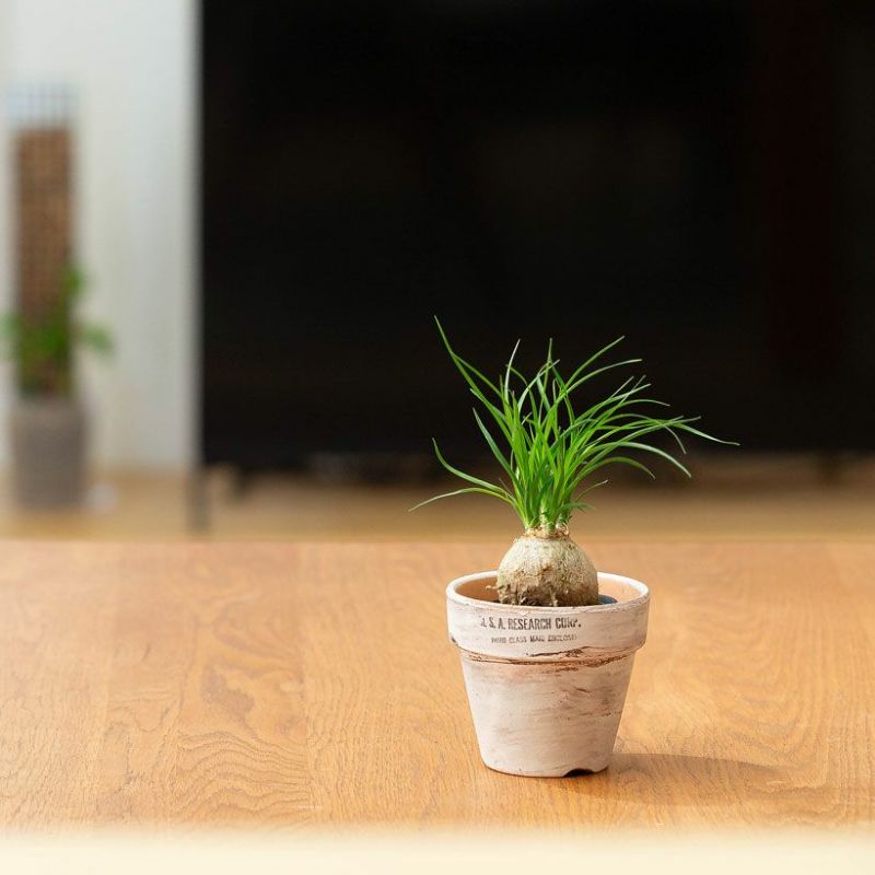 ノリナを素焼き鉢に植え替え