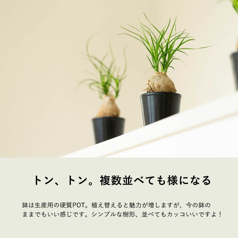 ノリナ（トックリラン）ポニーテール｜幹が太い人気の観葉植物