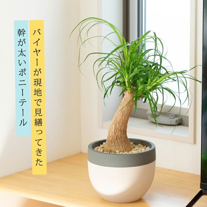 北欧鉢に植えた観葉植物｜今月はポニーテール（育て方付き）