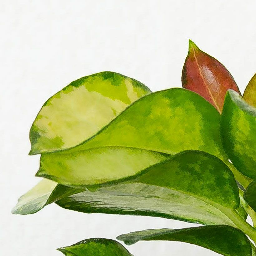 ホヤオーストラリスリサ Hoya Australis Lisa 希少 抜き苗 ⑥ ホヤ