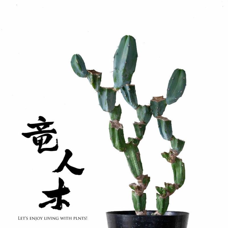 【現品・即購入OK】サボテン・竜神木①　リュウジンボク　柱サボテン　ブランチ仕立 現品・即購入OK】サボテン・竜神木① リュウジンボク 柱サボテン