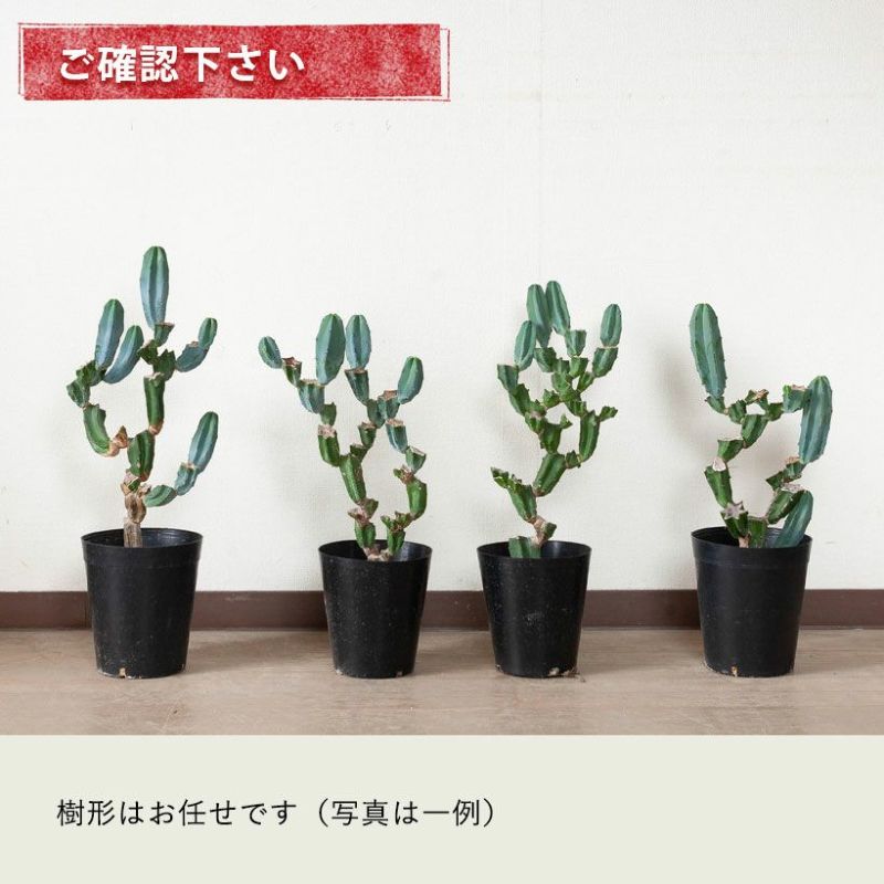 竜神木ブランチ（胴切り盆栽仕立て）育て方付き｜e-花屋さん