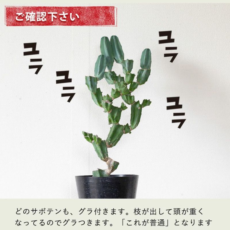 竜神木ブランチ（胴切り盆栽仕立て）育て方付き｜e-花屋さん