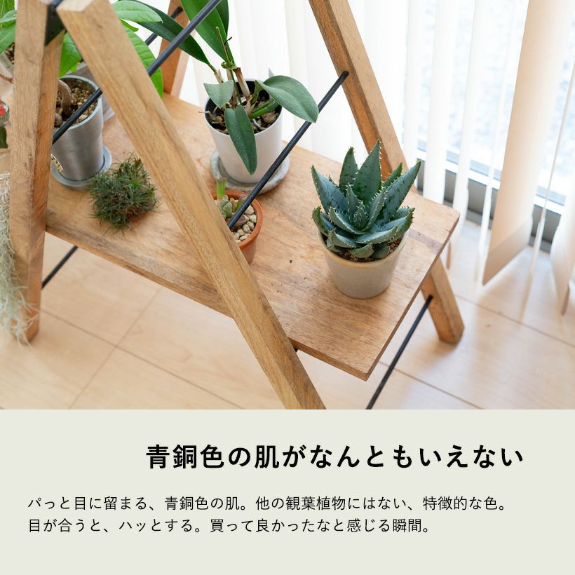 観葉植物アロエ・ペグレラエ｜青肌でカッコいい多肉質な植物