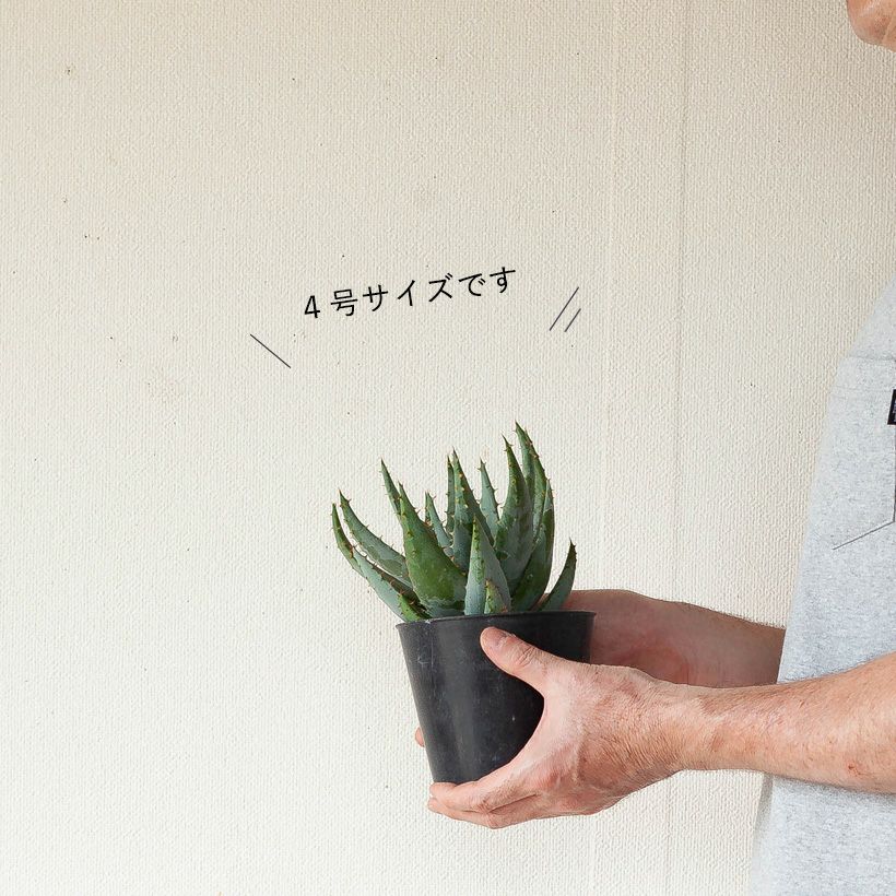 観葉植物アロエ・ペグレラエ｜青肌でカッコいい多肉質な植物