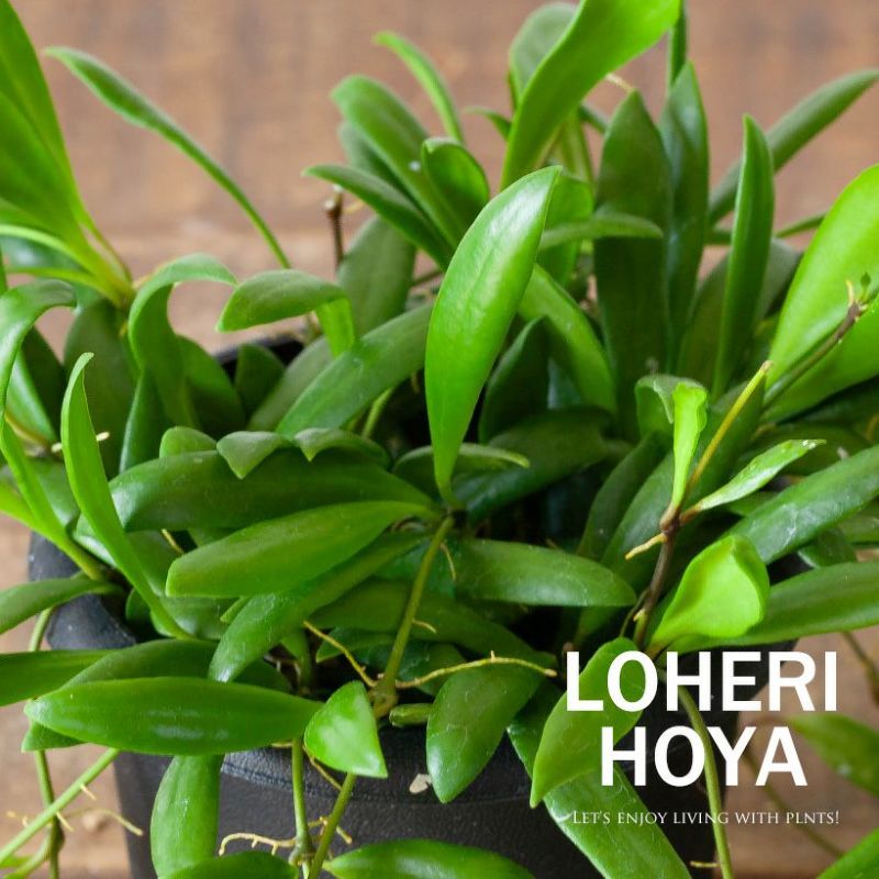 ホヤ「ロヘリ」流通少ないが育てやすい！オレンジピンク花